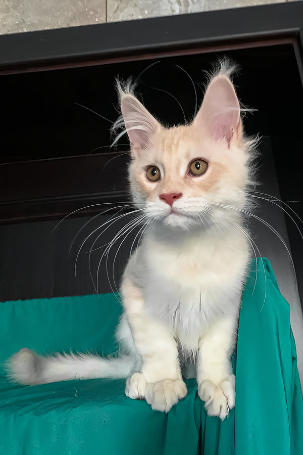 Vigo | Maine Coon Kitten