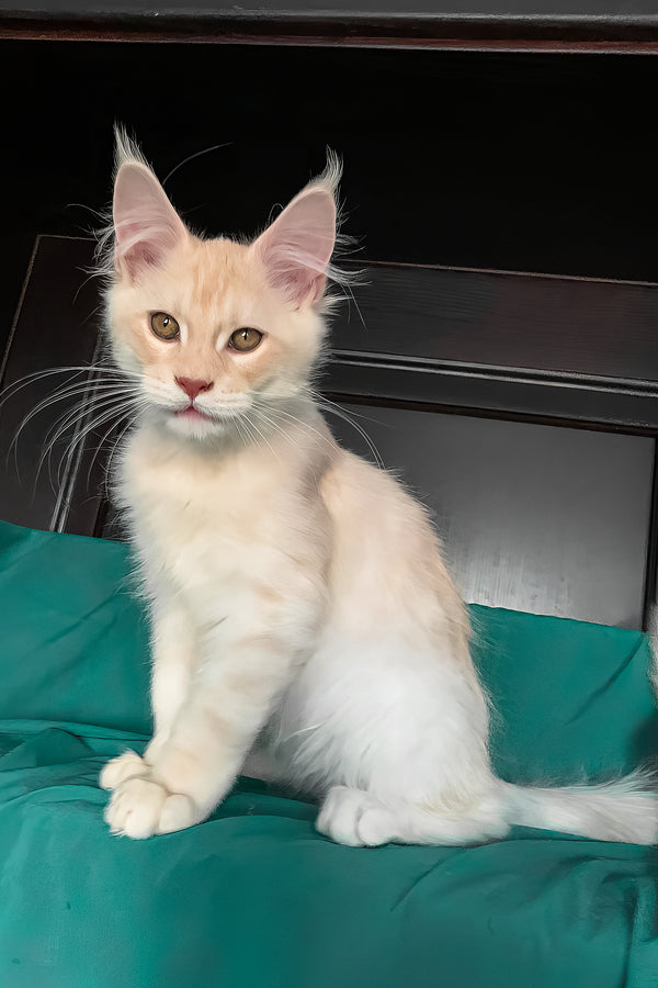 Vigo | Maine Coon Kitten