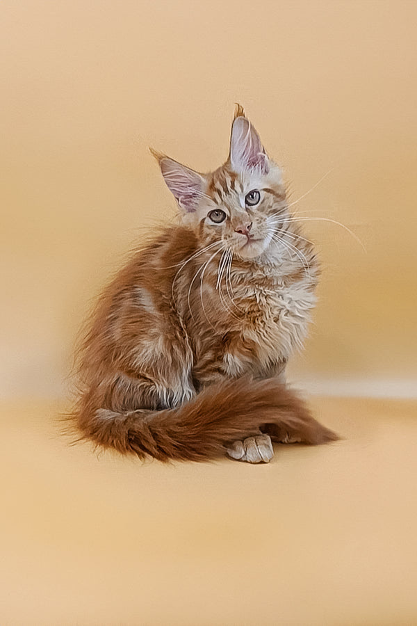 Viktor | Maine Coon Kitten