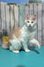 Vince | Maine Coon Kitten