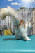 Vince | Maine Coon Kitten
