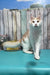 Vince | Maine Coon Kitten