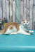 Vince | Maine Coon Kitten