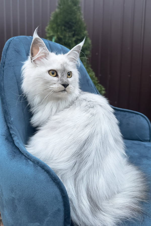 Violy | Maine Coon Kitten