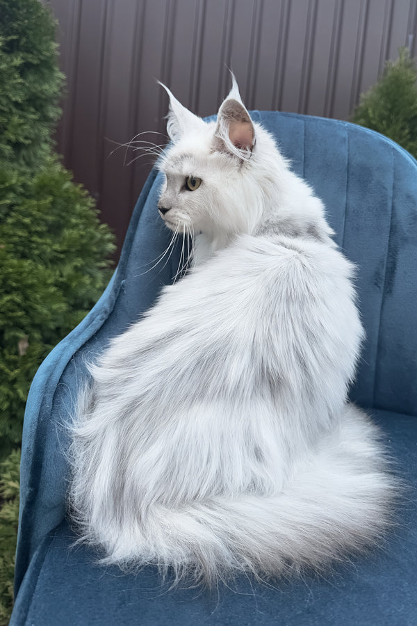 Violy | Maine Coon Kitten