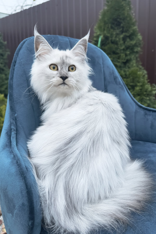 Violy | Maine Coon Kitten