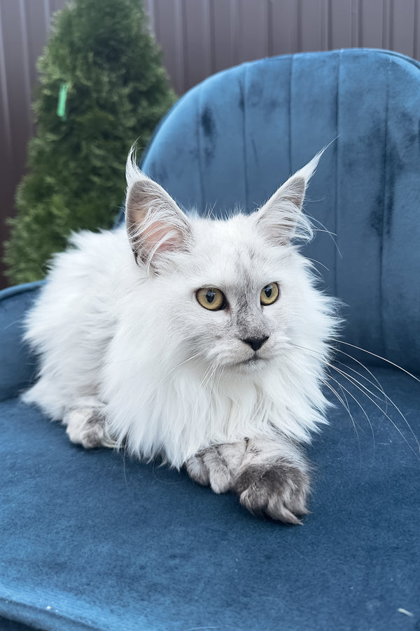Violy | Maine Coon Kitten