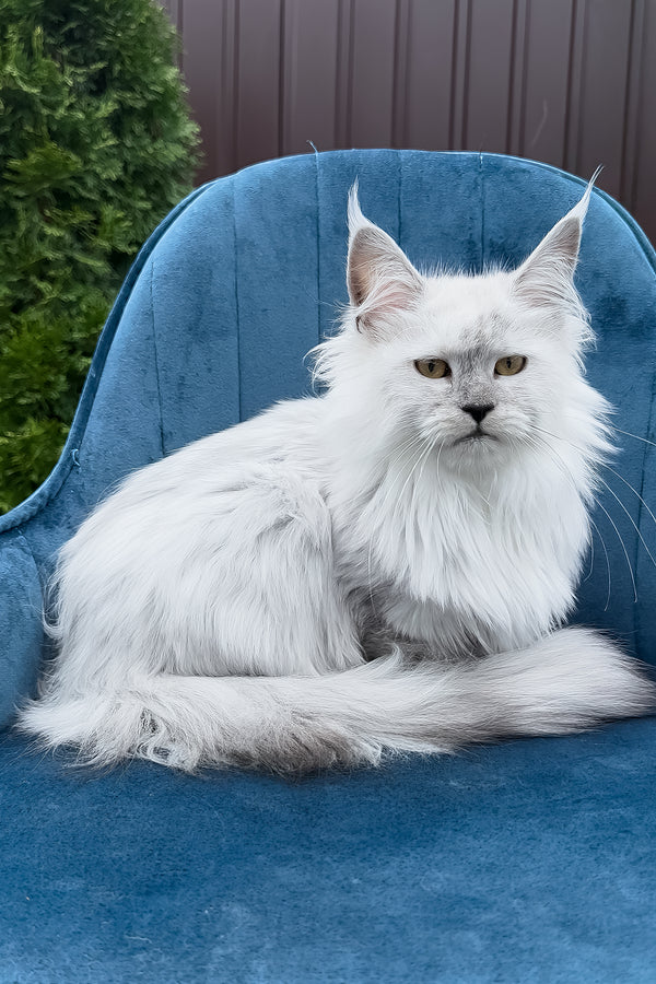 Violy | Maine Coon Kitten