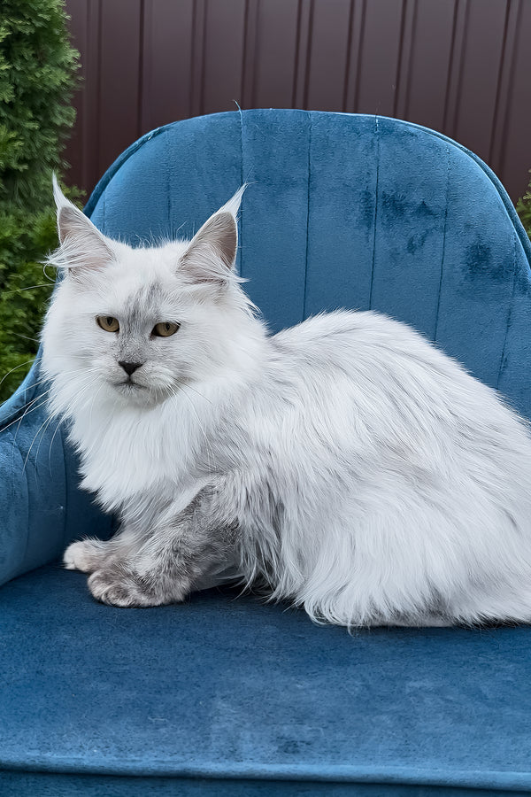 Violy | Maine Coon Kitten