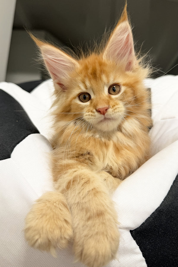 Vlad | Maine Coon Kitten