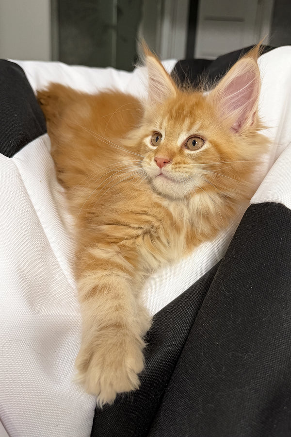 Vlad | Maine Coon Kitten
