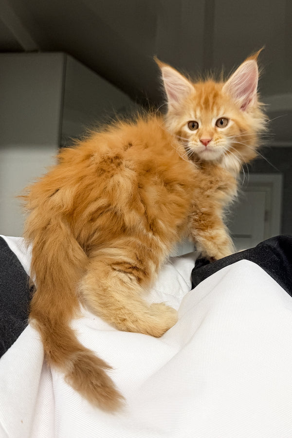 Vlad | Maine Coon Kitten