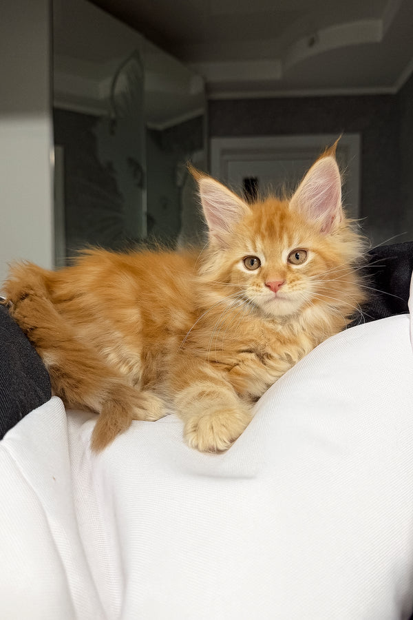 Vlad | Maine Coon Kitten