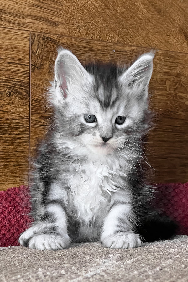 Volume | Maine Coon Kitten