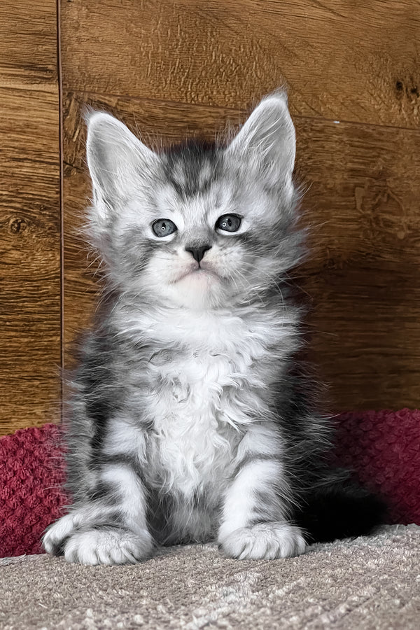 Volume | Maine Coon Kitten