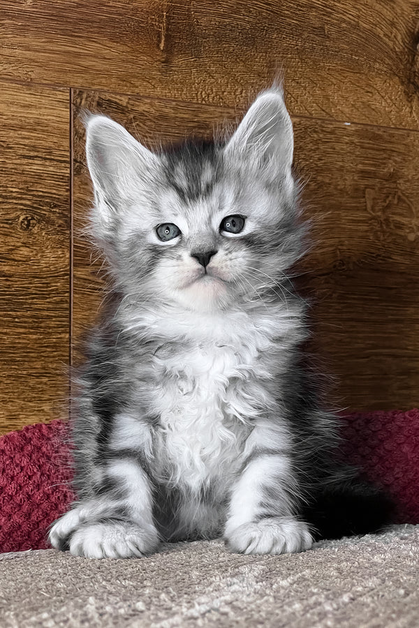 Volume | Maine Coon Kitten