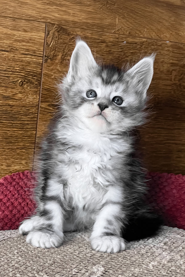 Volume | Maine Coon Kitten