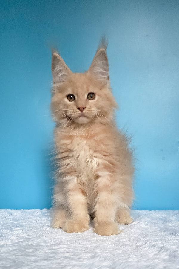Wektor | Maine Coon Kitten