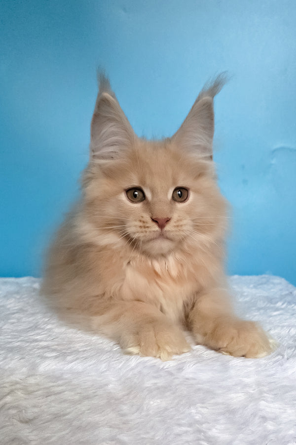 Wektor | Maine Coon Kitten