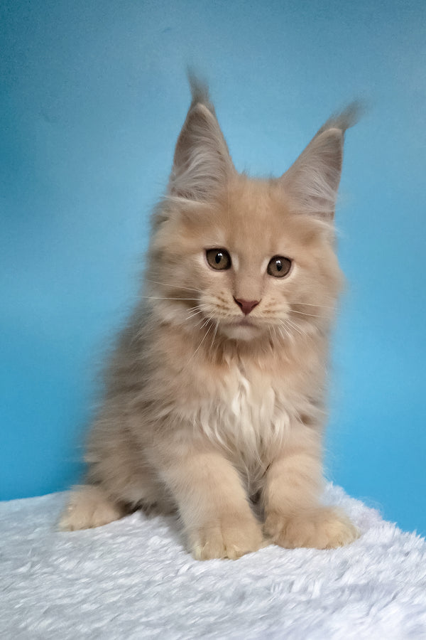 Wektor | Maine Coon Kitten