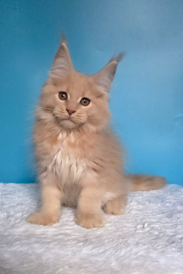 Wektor | Maine Coon Kitten