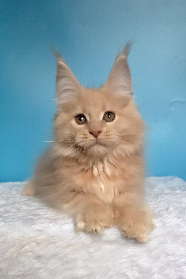 Wektor | Maine Coon Kitten