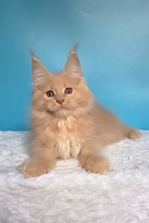 Wektor | Maine Coon Kitten