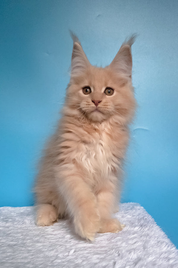 Wektor | Maine Coon Kitten