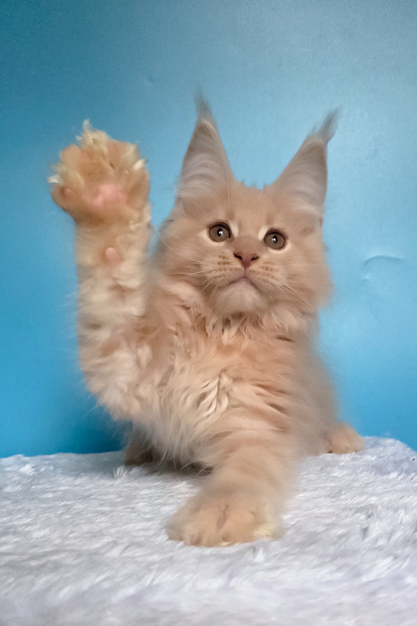 Wektor | Maine Coon Kitten