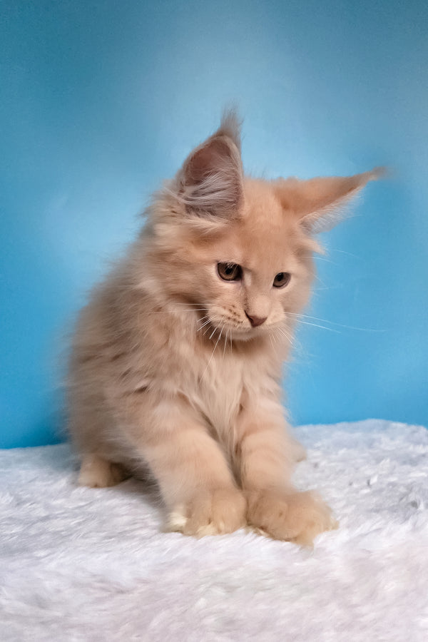 Wektor | Maine Coon Kitten