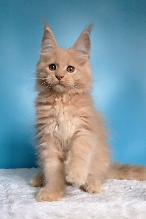 Wektor | Maine Coon Kitten