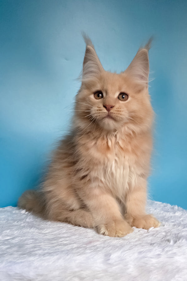 Wektor | Maine Coon Kitten