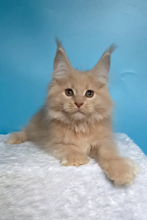 Wektor | Maine Coon Kitten