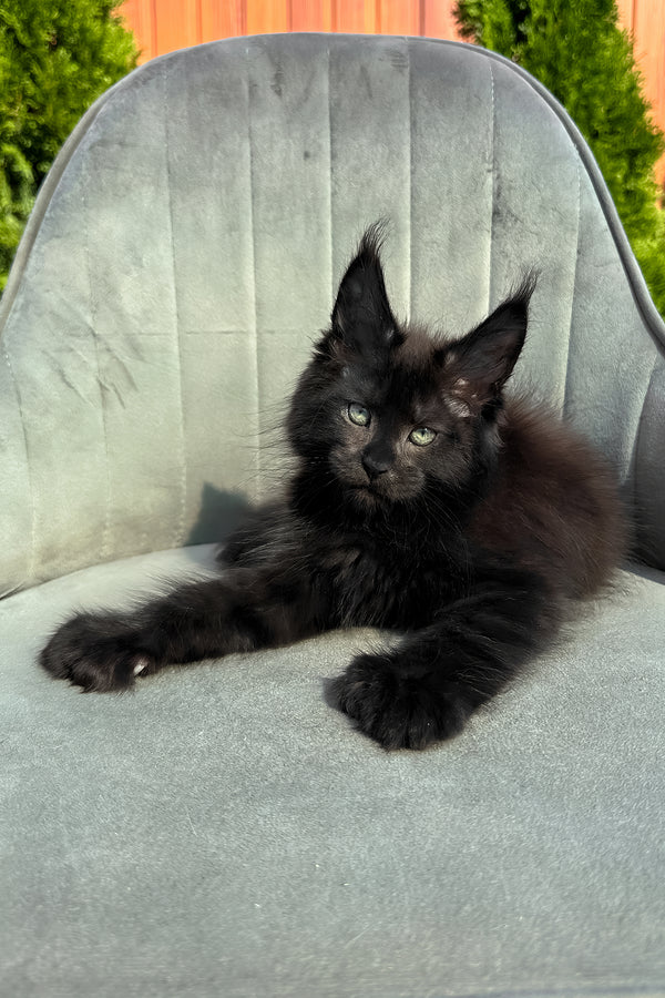 Wendy | Polydactyl Maine Coon Kitten