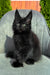Wendy | Polydactyl Maine Coon Kitten