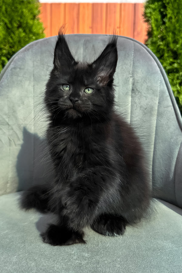 Wendy | Polydactyl Maine Coon Kitten