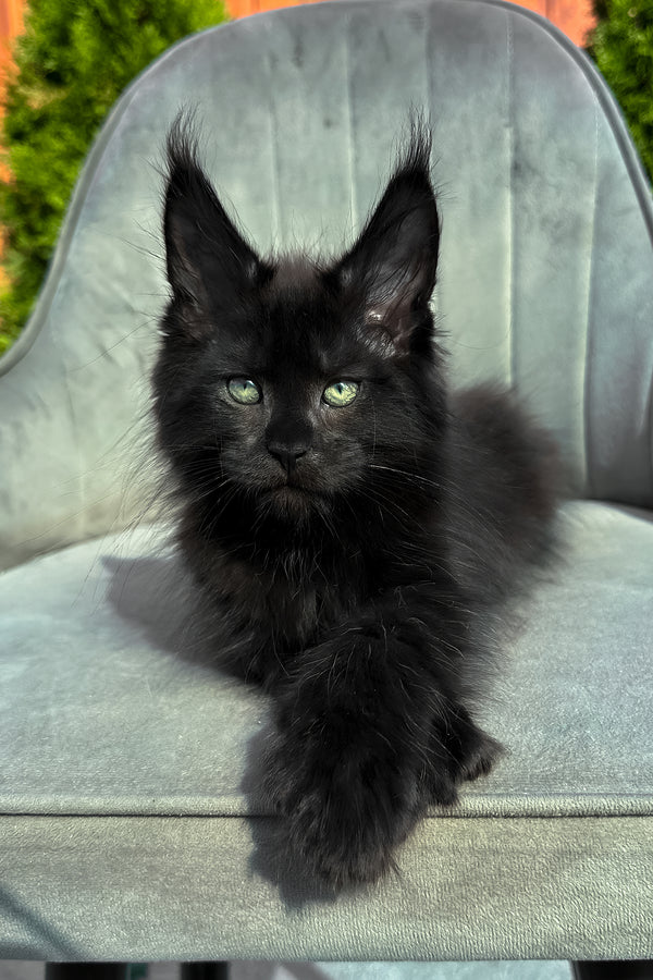 Wendy | Polydactyl Maine Coon Kitten