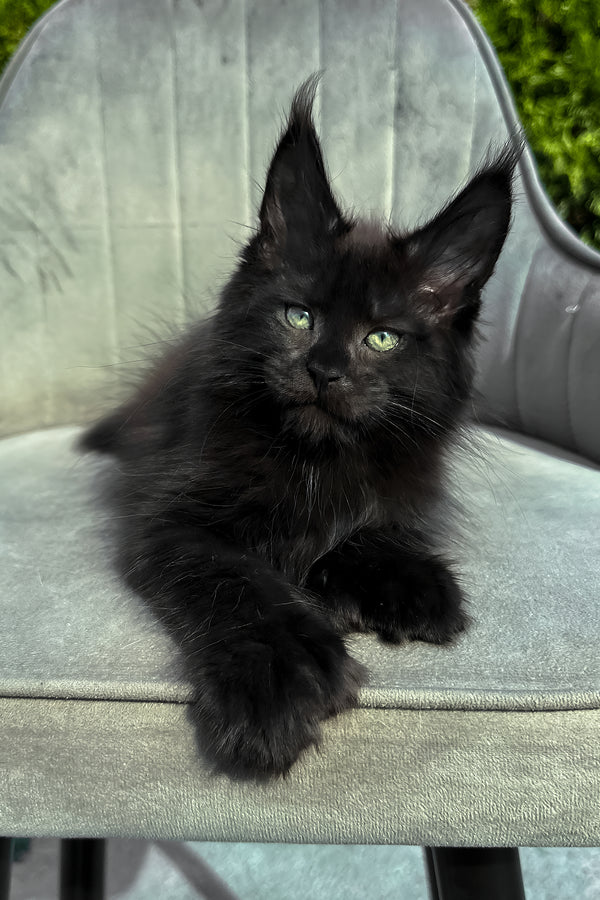 Wendy | Polydactyl Maine Coon Kitten
