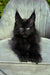 Wendy | Polydactyl Maine Coon Kitten