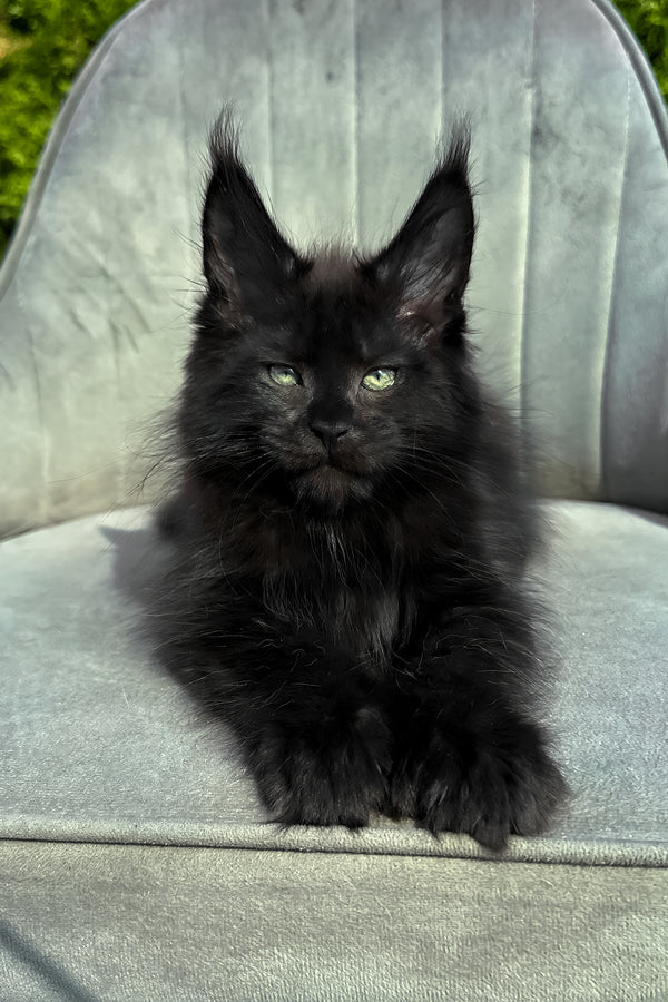 Wendy | Polydactyl Maine Coon Kitten