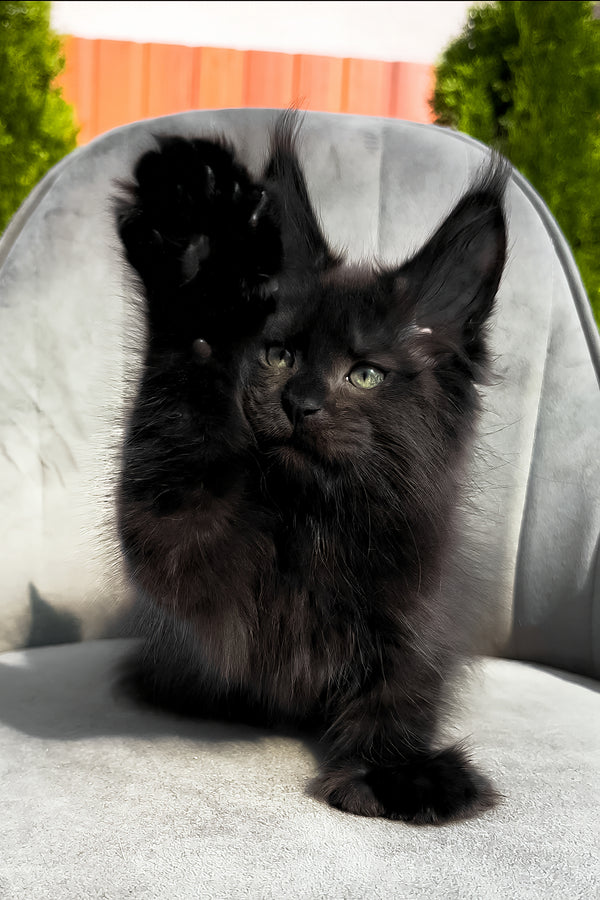 Wendy | Polydactyl Maine Coon Kitten