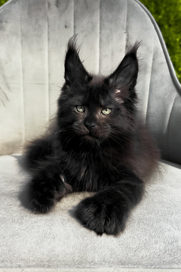 Wendy | Polydactyl Maine Coon Kitten