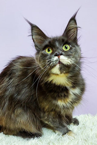 Weron | Maine Coon Kitten