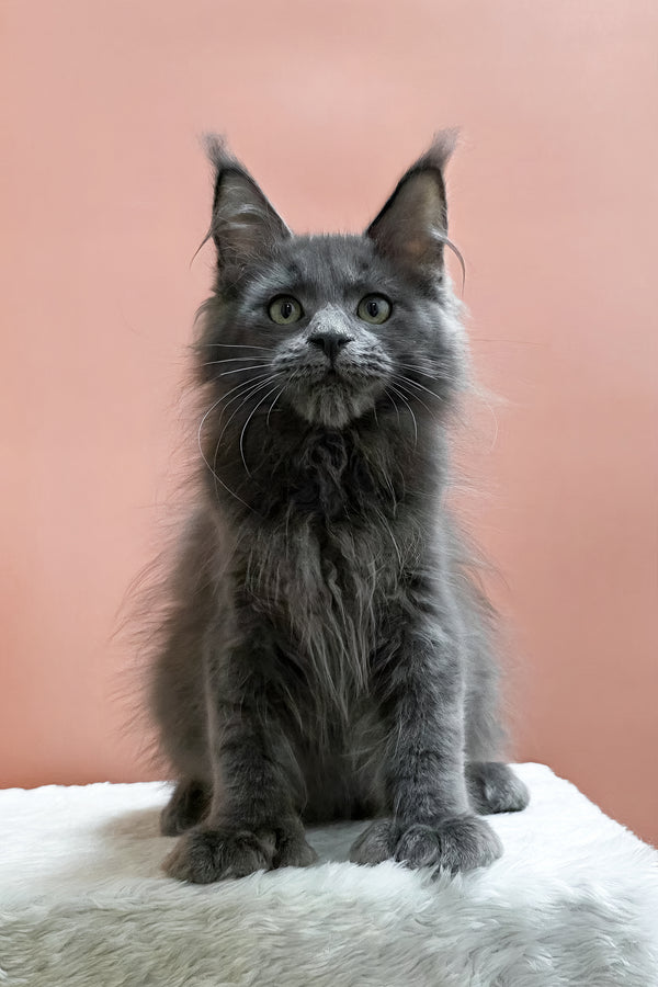 Willie | Polydactyl Maine Coon Kitten