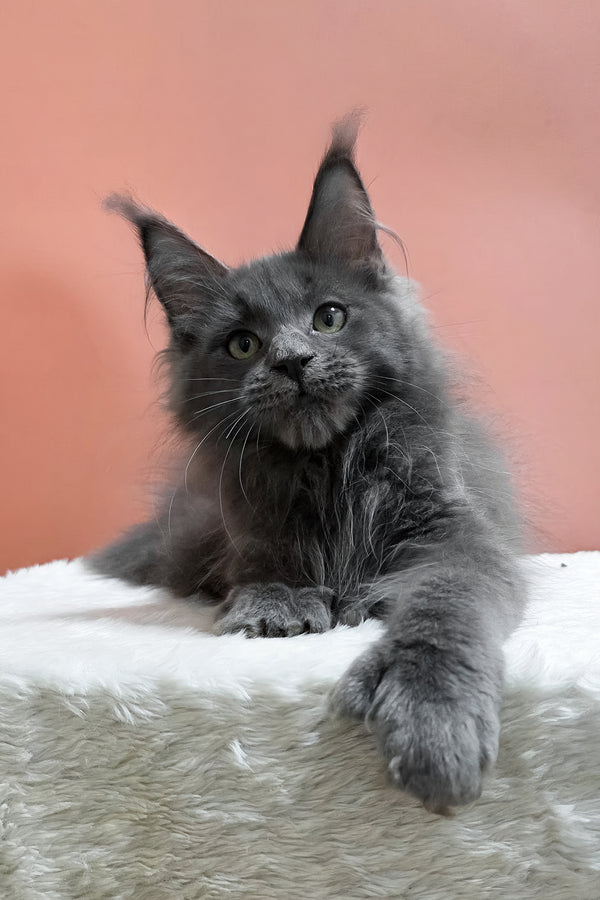Willie | Polydactyl Maine Coon Kitten