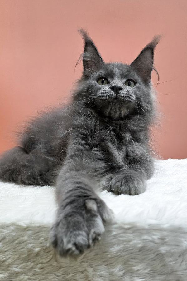 Willie | Polydactyl Maine Coon Kitten