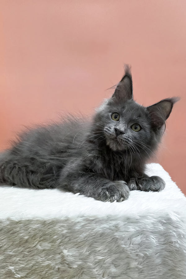 Willie | Polydactyl Maine Coon Kitten