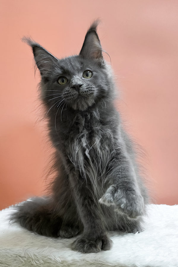Willie | Polydactyl Maine Coon Kitten