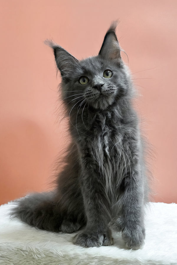 Willie | Polydactyl Maine Coon Kitten