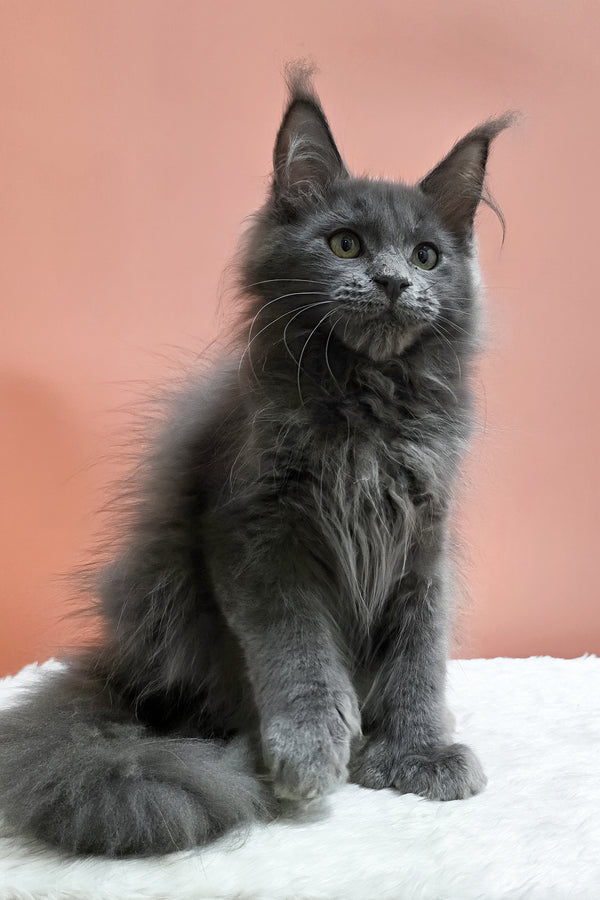 Willie | Polydactyl Maine Coon Kitten
